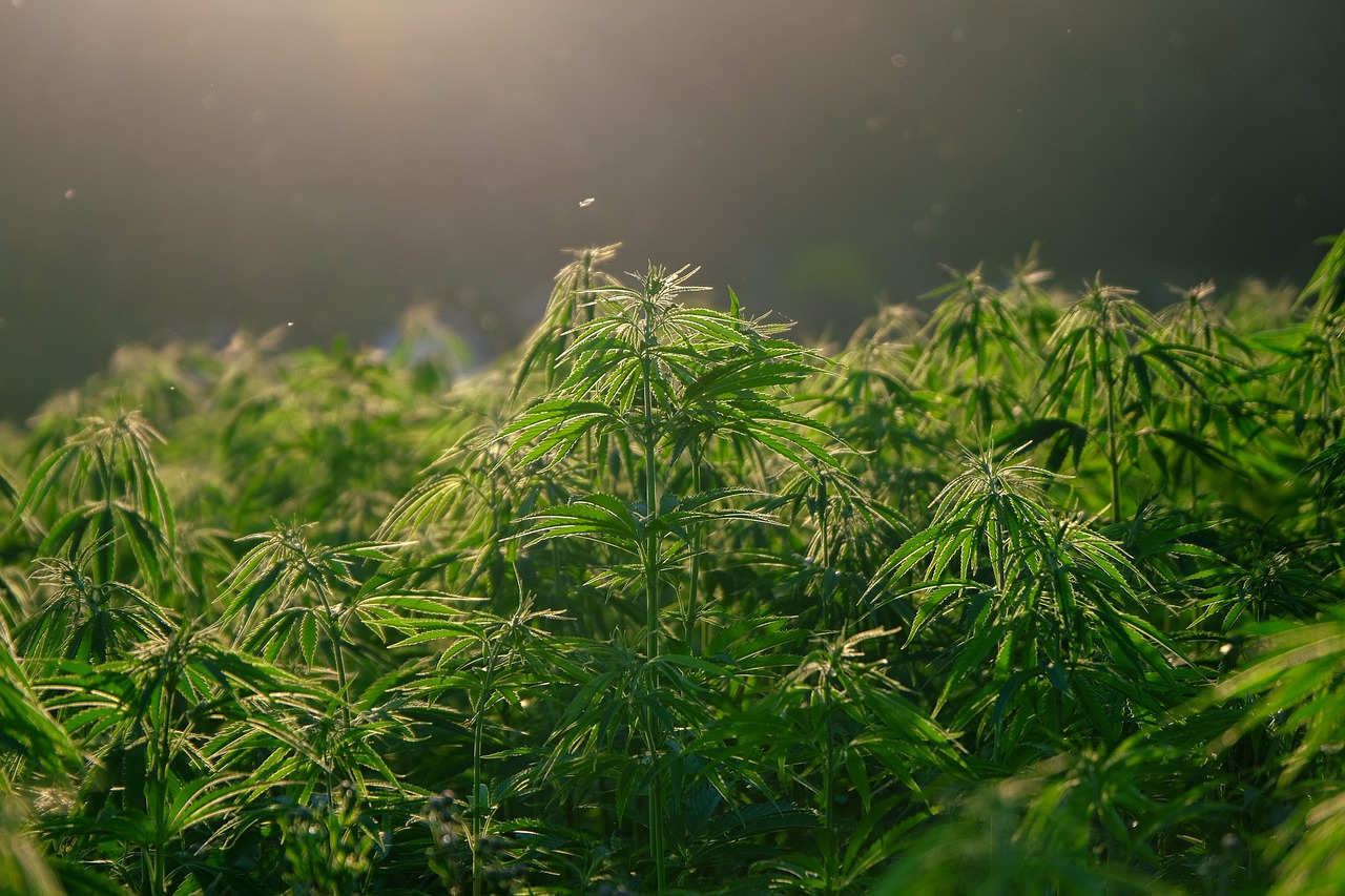 erfahren sie alles über die legalisierung von cannabis in deutschland: aktuelle entwicklungen, gesetze und auswirkungen auf gesellschaft und wirtschaft.